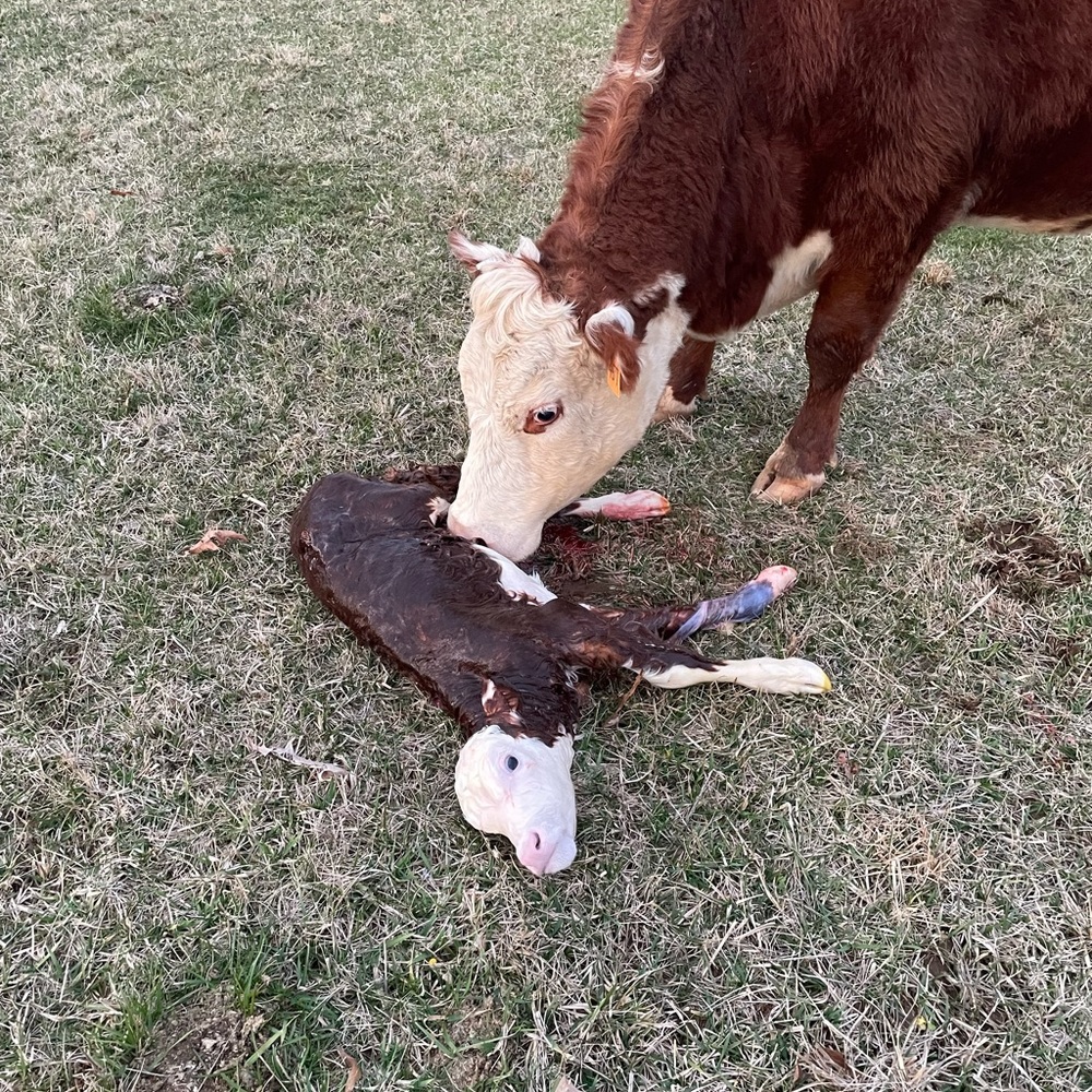 The cows - Picture 2 of 10